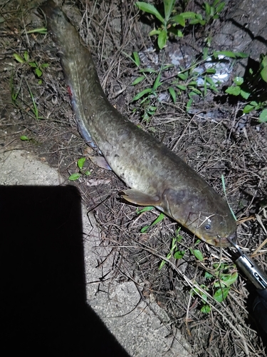 ナマズの釣果