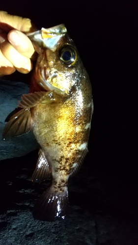 アカメバルの釣果