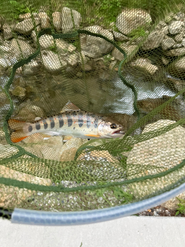 アマゴの釣果