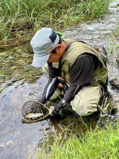 ヤマメの釣果