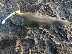 シタビラメの釣果