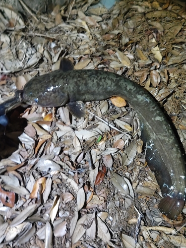 ナマズの釣果