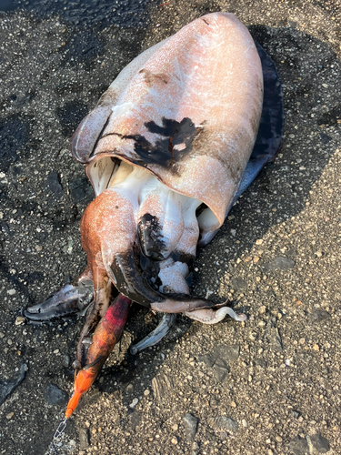 モンゴウイカの釣果