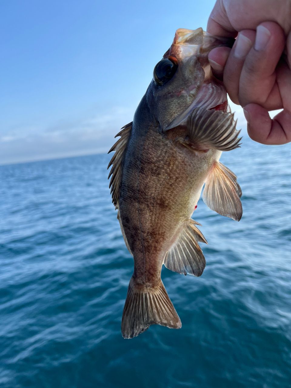 スーパーナマコさんの釣果 2枚目の画像