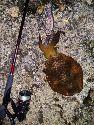 アオリイカの釣果