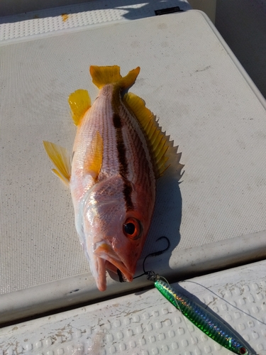 ヨコスジフエダイの釣果