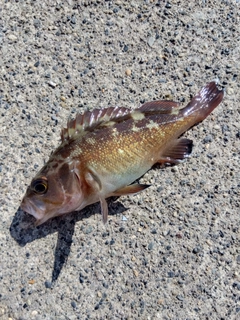 エゾメバルの釣果