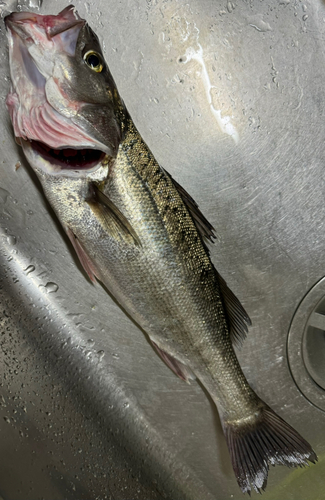 シーバスの釣果