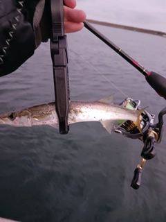 カマスの釣果