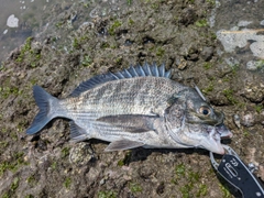 クロダイの釣果