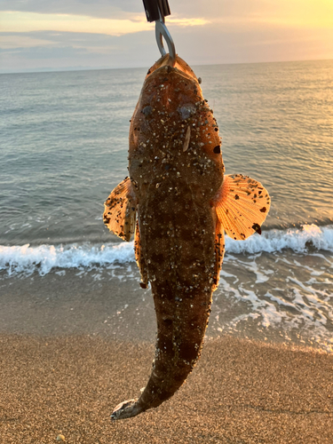 マゴチの釣果