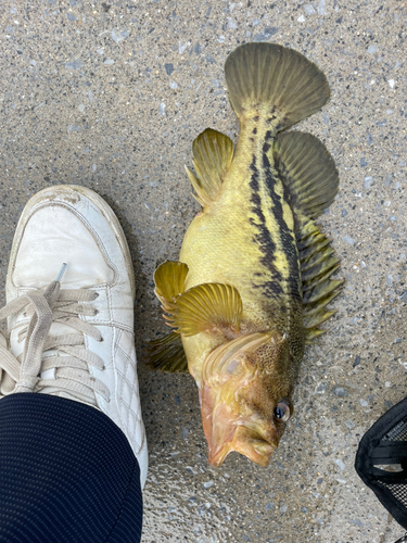 シマゾイの釣果