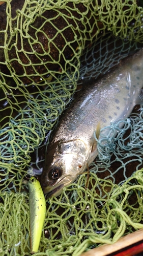 ヤマメの釣果