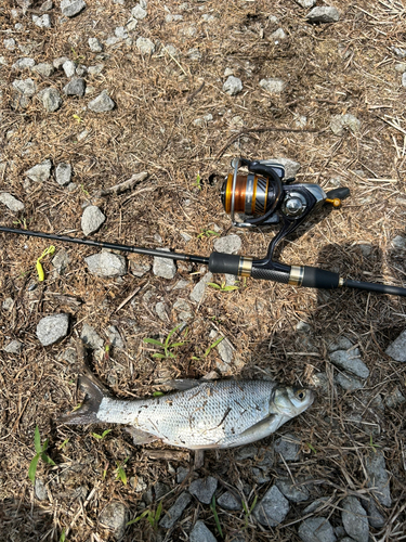 ワタカの釣果