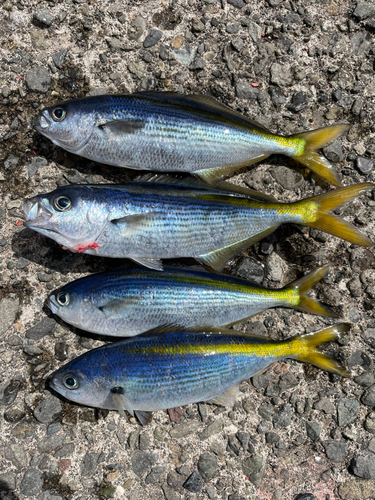 タカベの釣果