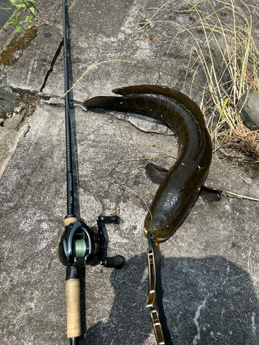 カムルチーの釣果