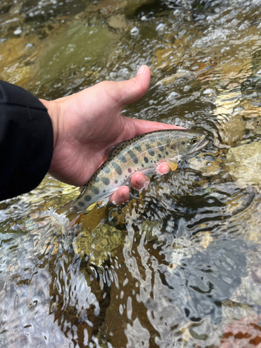 ヤマメの釣果