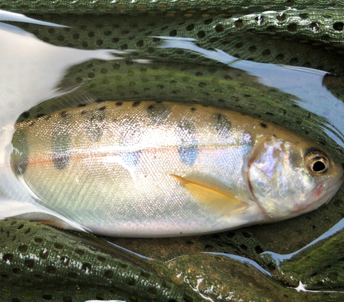 ヤマメの釣果