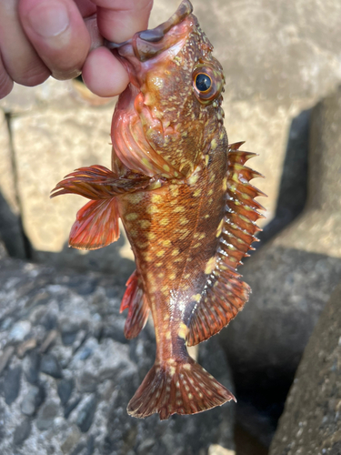 カサゴの釣果