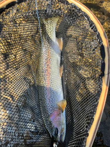 ニジマスの釣果