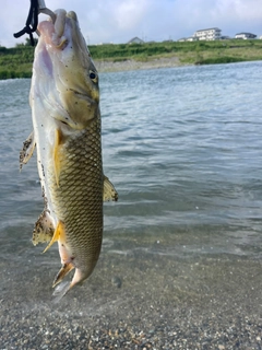 ニゴイの釣果