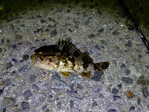 タケノコメバルの釣果