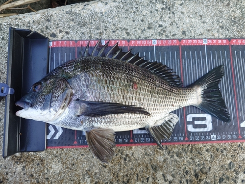 クロダイの釣果