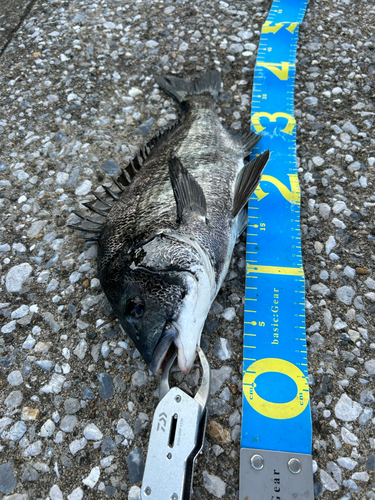 クロダイの釣果