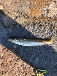 キスの釣果