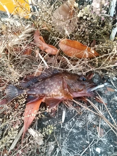 カサゴの釣果