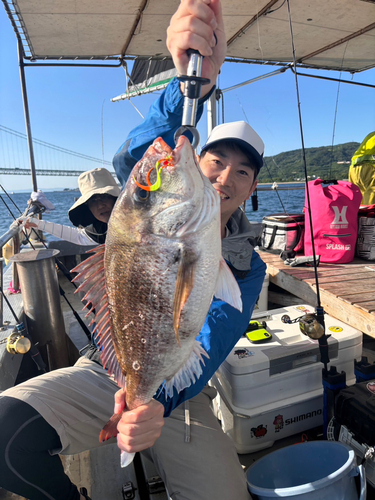 マダイの釣果