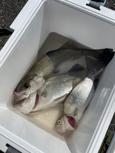 シーバスの釣果