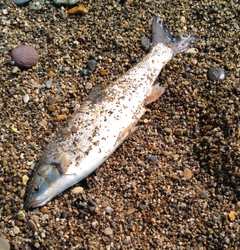 ウグイの釣果