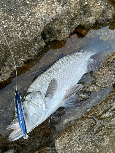 ヒラスズキの釣果