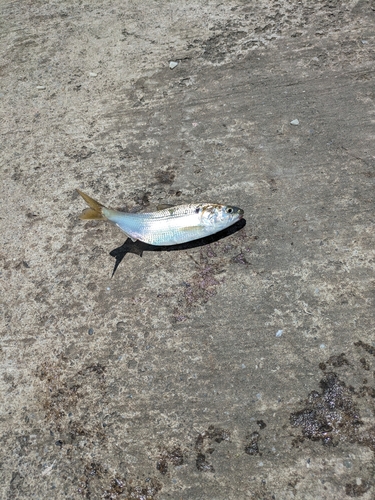 コノシロの釣果