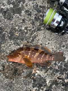 キジハタの釣果