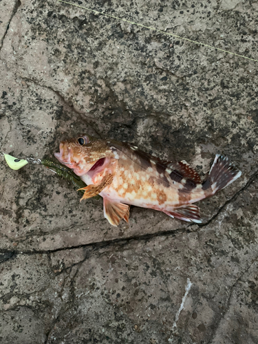 カサゴの釣果