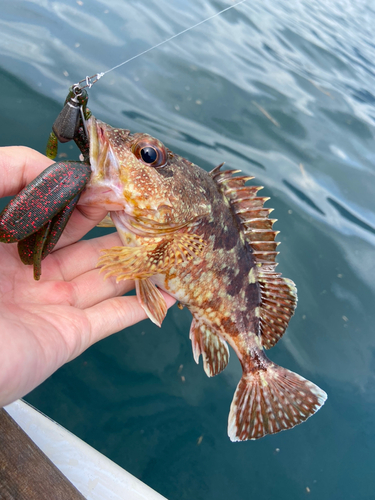 ガシラの釣果