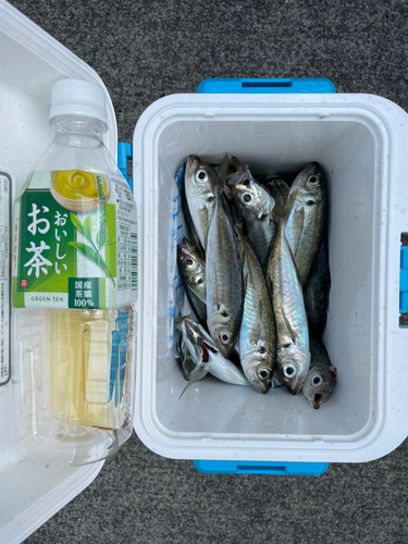 アジの釣果