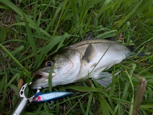 スズキの釣果