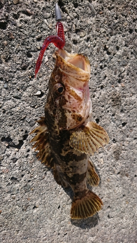 タケノコメバルの釣果