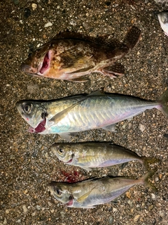 アジの釣果