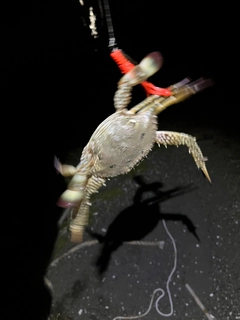 ワタリガニの釣果