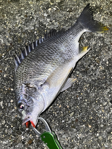 キビレの釣果