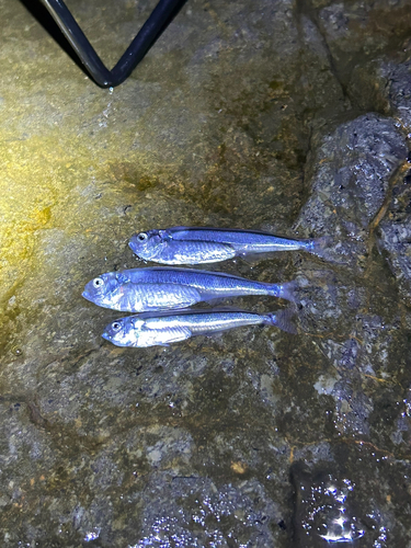 イワシの釣果