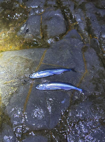 イワシの釣果