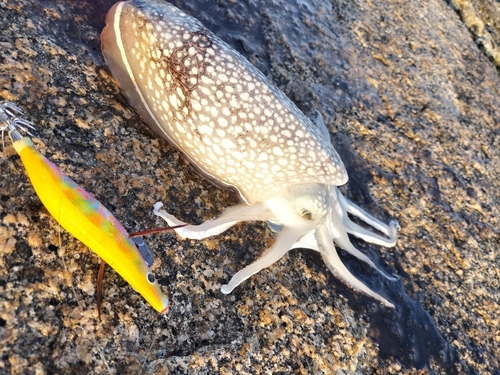 シリヤケイカの釣果