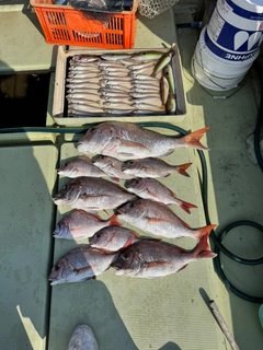 マダイの釣果