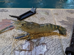 オニテナガエビの釣果