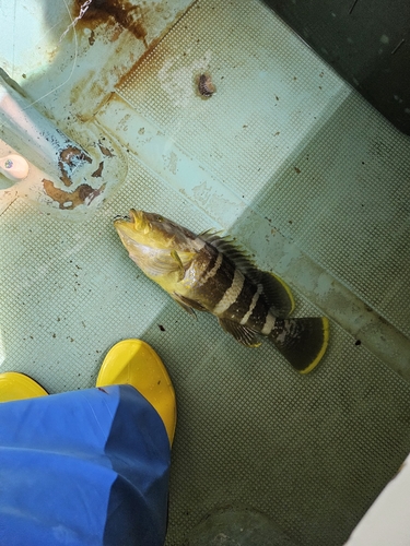 アオハタの釣果